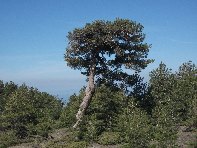 Monte_Vituddi - 20100509 051.jpg